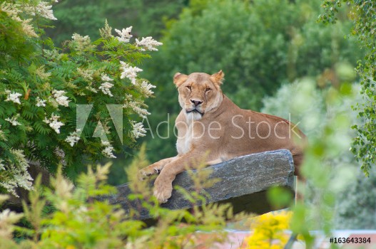 Picture of Lioness on rock
